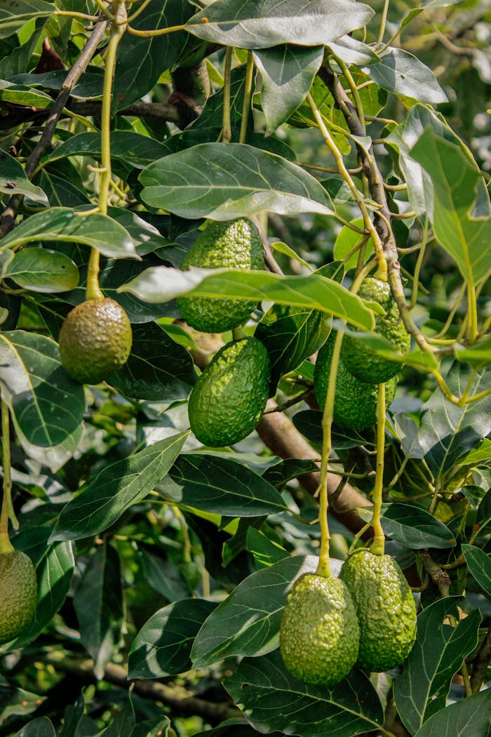 why-choose-us Close-up of green avocados growing on a tree with lush leaves.